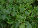 Ilex aquifolium 'Agenteomarginata'