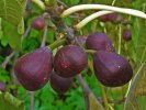 Ficus carica 'Brown Turkey'
