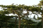 Pinus nigra 'Nana'